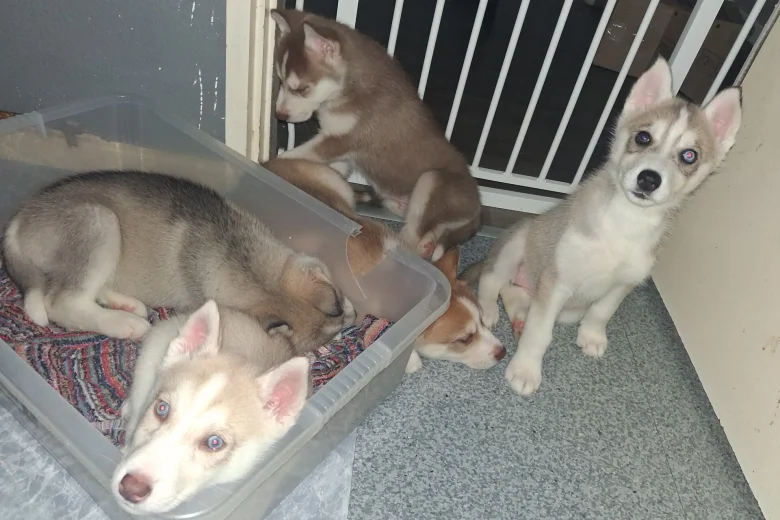 Siberian Husky