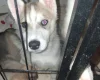 Siberian Husky