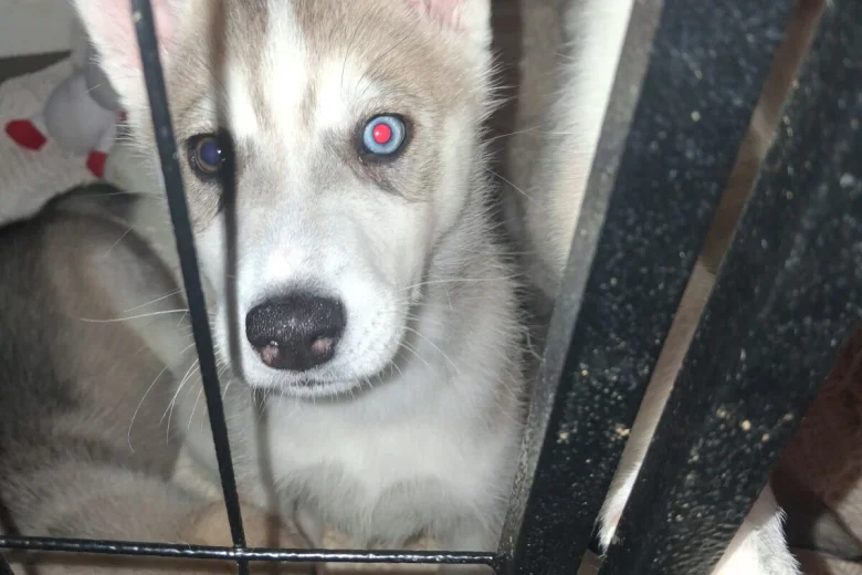 Siberian Husky