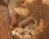 Siberian Husky