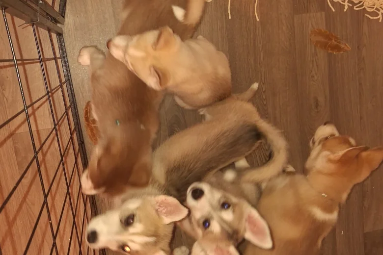 Siberian Husky