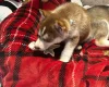 Siberian Husky