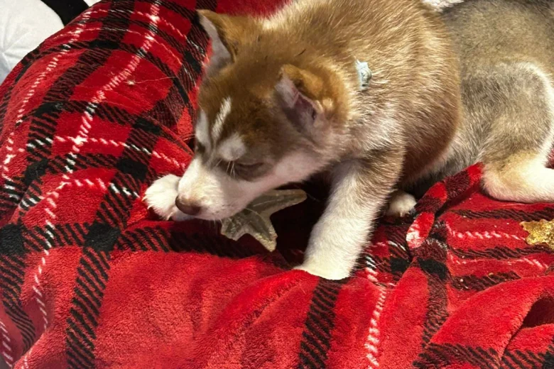 Siberian Husky