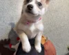 Siberian Husky