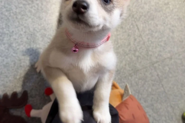 Siberian Husky