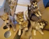 Siberian Husky
