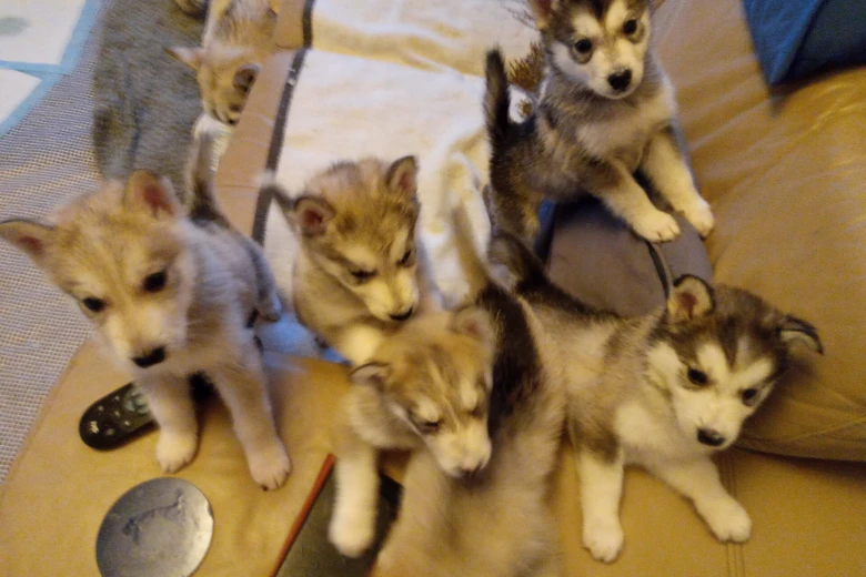 Siberian Husky