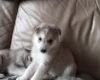 Siberian Husky