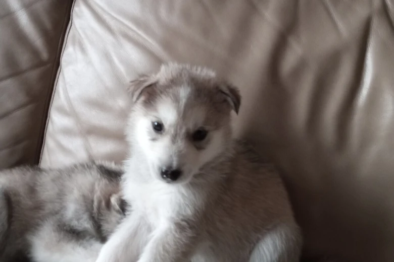 Siberian Husky