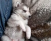 Siberian Husky