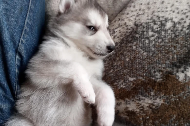 Siberian Husky