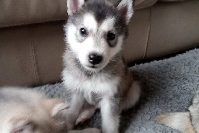 Siberian Husky