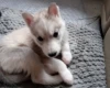 Siberian Husky