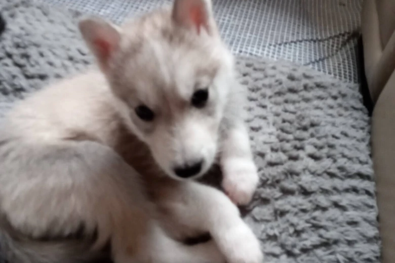 Siberian Husky