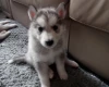 Siberian Husky
