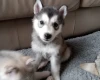 Siberian Husky