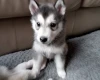 Siberian Husky