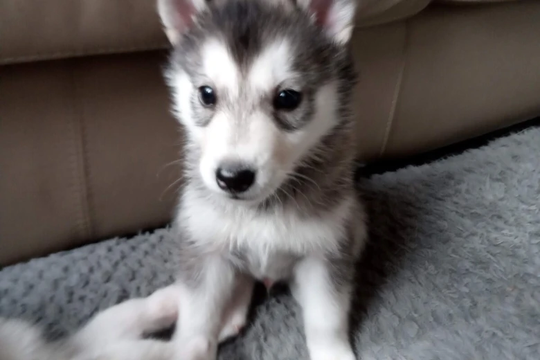 Siberian Husky