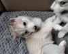 Siberian Husky