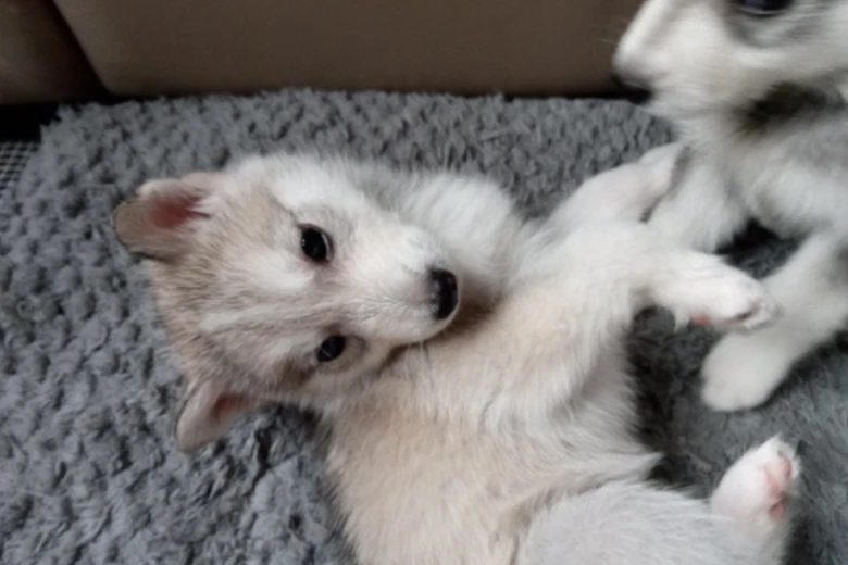 Siberian Husky