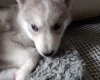 Siberian Husky