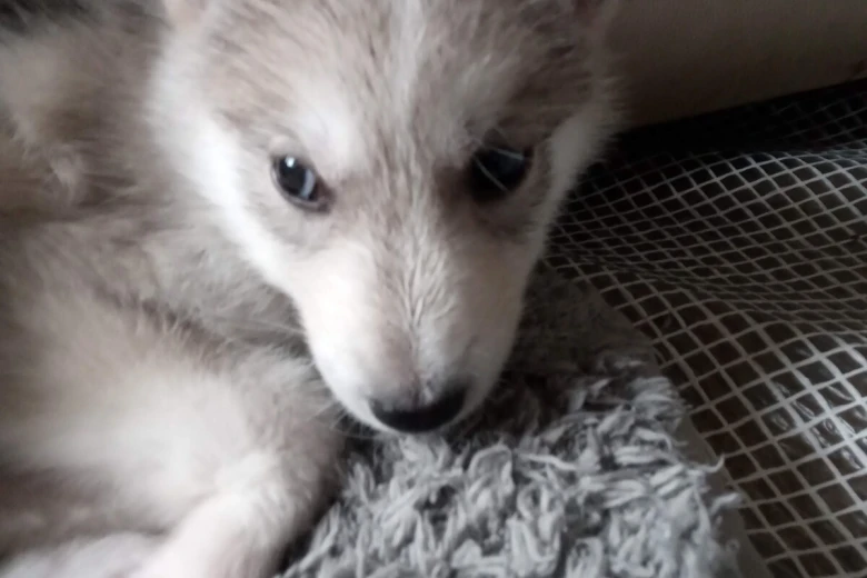 Siberian Husky