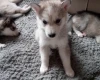 Siberian Husky