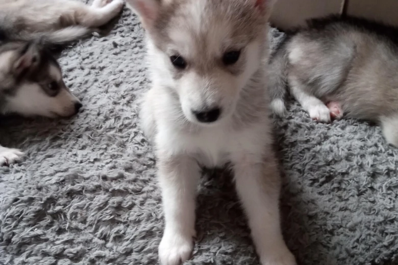 Siberian Husky