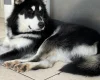 Siberian Husky
