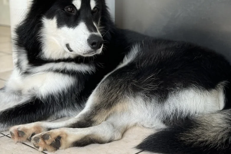 Siberian Husky