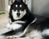 Siberian Husky
