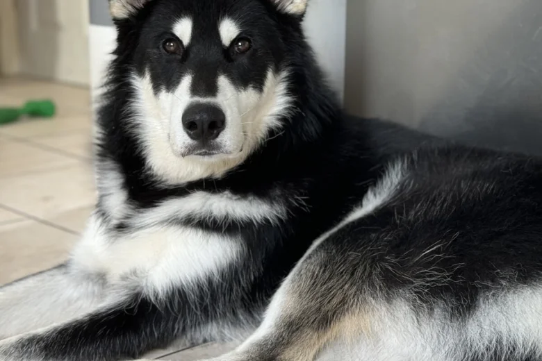 Siberian Husky