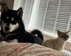 Siberian Husky