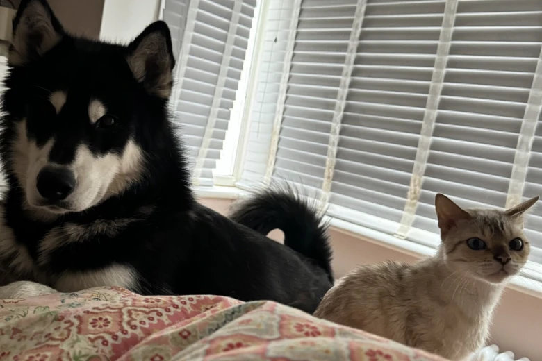 Siberian Husky