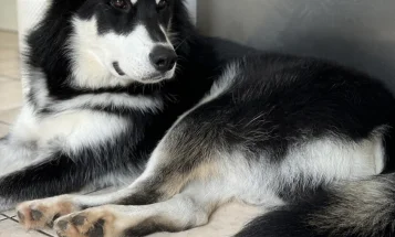 Siberian Husky