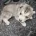 Siberian Husky