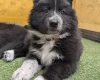White Swiss Shepherd Dog