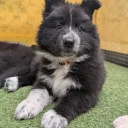 White Swiss Shepherd Dog