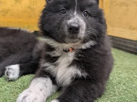 White Swiss Shepherd Dog