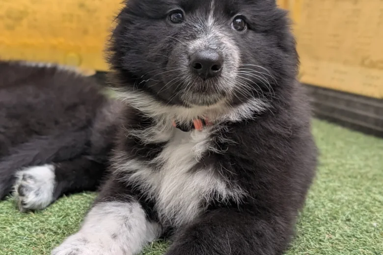 White Swiss Shepherd Dog