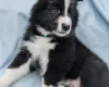 White Swiss Shepherd Dog