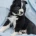 White Swiss Shepherd Dog