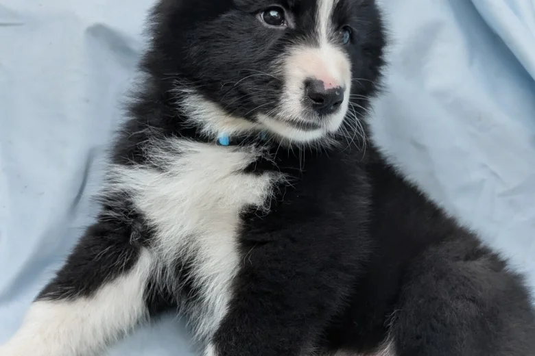 White Swiss Shepherd Dog