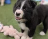 White Swiss Shepherd Dog