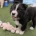 White Swiss Shepherd Dog