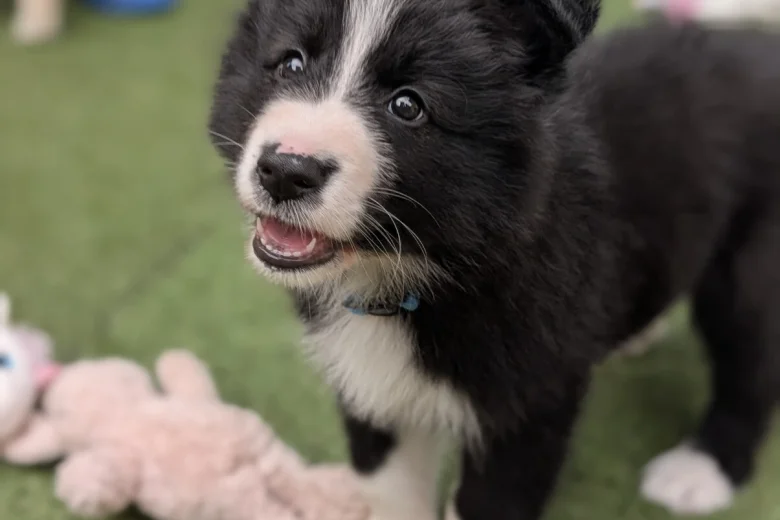 White Swiss Shepherd Dog