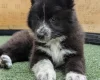 White Swiss Shepherd Dog