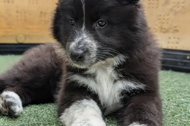 White Swiss Shepherd Dog