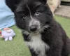 White Swiss Shepherd Dog