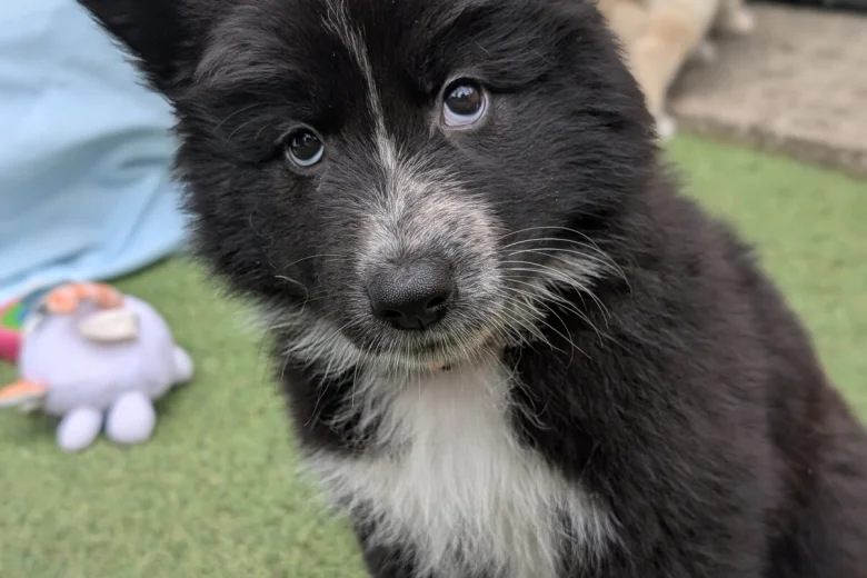 White Swiss Shepherd Dog